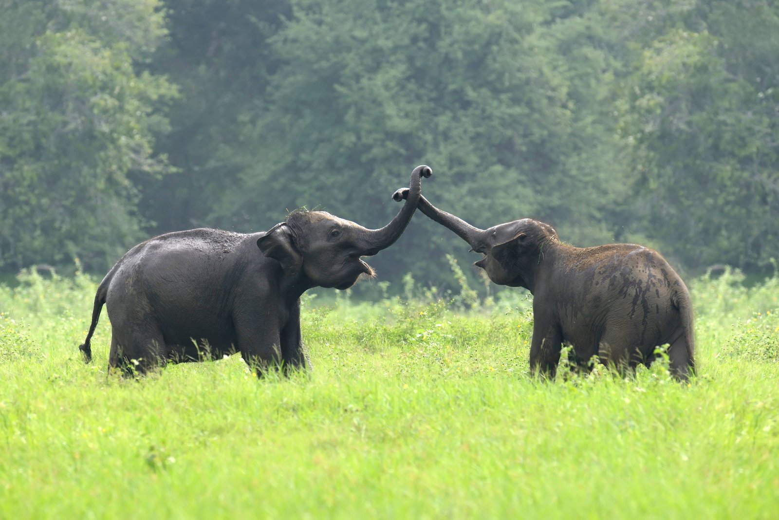 SRI LANKA (OTHER COUNTRIES)
